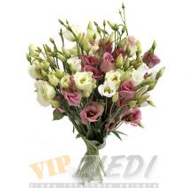ziedu piegāde: Augstu mākoņos: 52.00 €